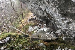 Tjørehedleren