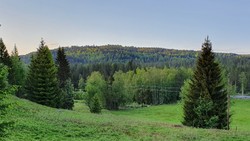 Blåmyråsen