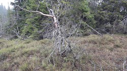Veslehaugen
