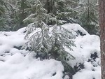 Høyåsen