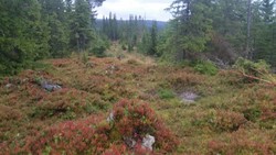 Inngjerdingshaugen