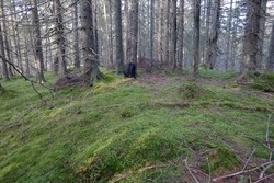 Nordre Korsvatnhaugen