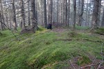 Nordre Korsvatnhaugen