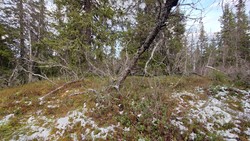 Nord for Grådinjordet