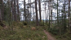 Varden i Skageskogen