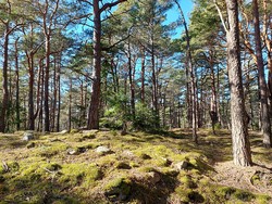Gåsøy