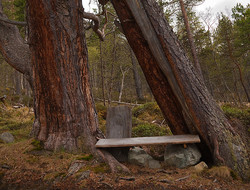 Kul furubenk