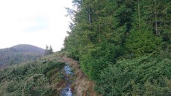 Eggena