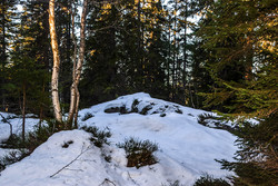 Hvalskollen