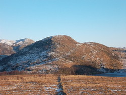 Øksnanuten
