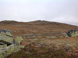 Bjerttjernkampen