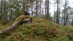 Tjøredalsnuten