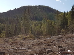 Årneskollen