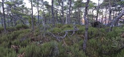 Vågahovda