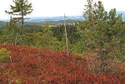 Haukåsen