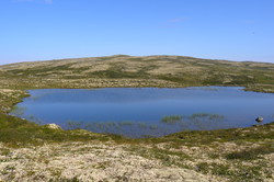 Kviknebruna