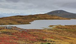 Måsvassheia