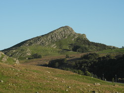 Skurvenuten