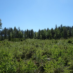 Skuggedalskollen