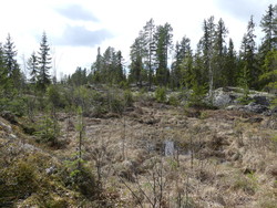 Nord for Søndre Risskogkoia