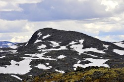 Grånosi