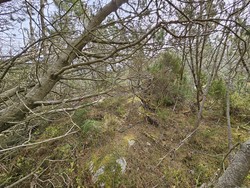 Småkalvsøyna
