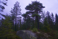 Kamphaugåsen