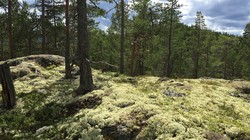 Rudsåsen Nordøst
