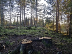 Nordøst for Rypeløkka