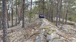 Mørkufs Øst