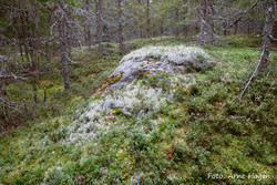 Storholmen