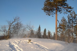Nesvollberget