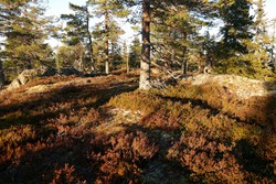 Seteråsen i Flesberg