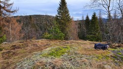 Movannskollen