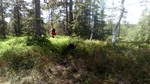 Håkensbrenna