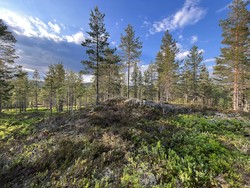 Svarttjennåsen