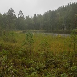 Morratjern