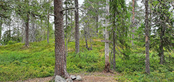 Våttåhaugen