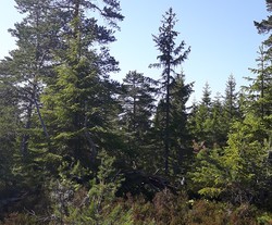 Gjerdeberget