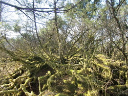 Kleivelandsåsen
