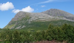 Skjellesvikgalten
