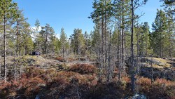 Bakkesetåsen