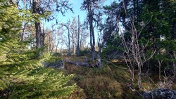 Sør for Purkebakkhovda