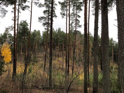Leinåsen