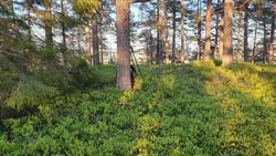 Røysåsen