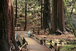 Muir Woods National Monument