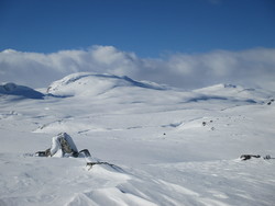 Blåbergnuten
