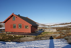 Svartenut