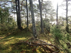 Skatåsen