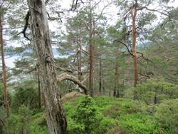 Hovden
